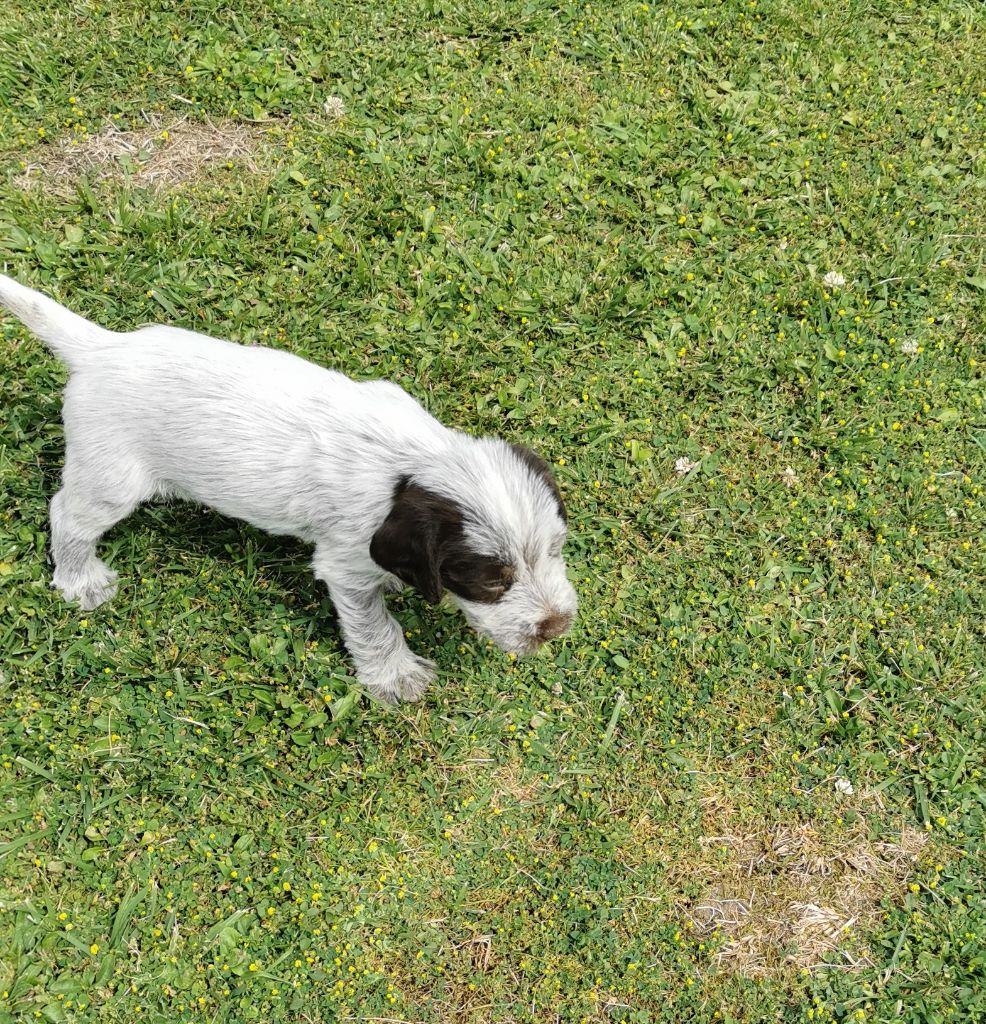 de la Plaine du Lys - Chiot disponible  - Griffon d'arrêt à poil dur Korthals