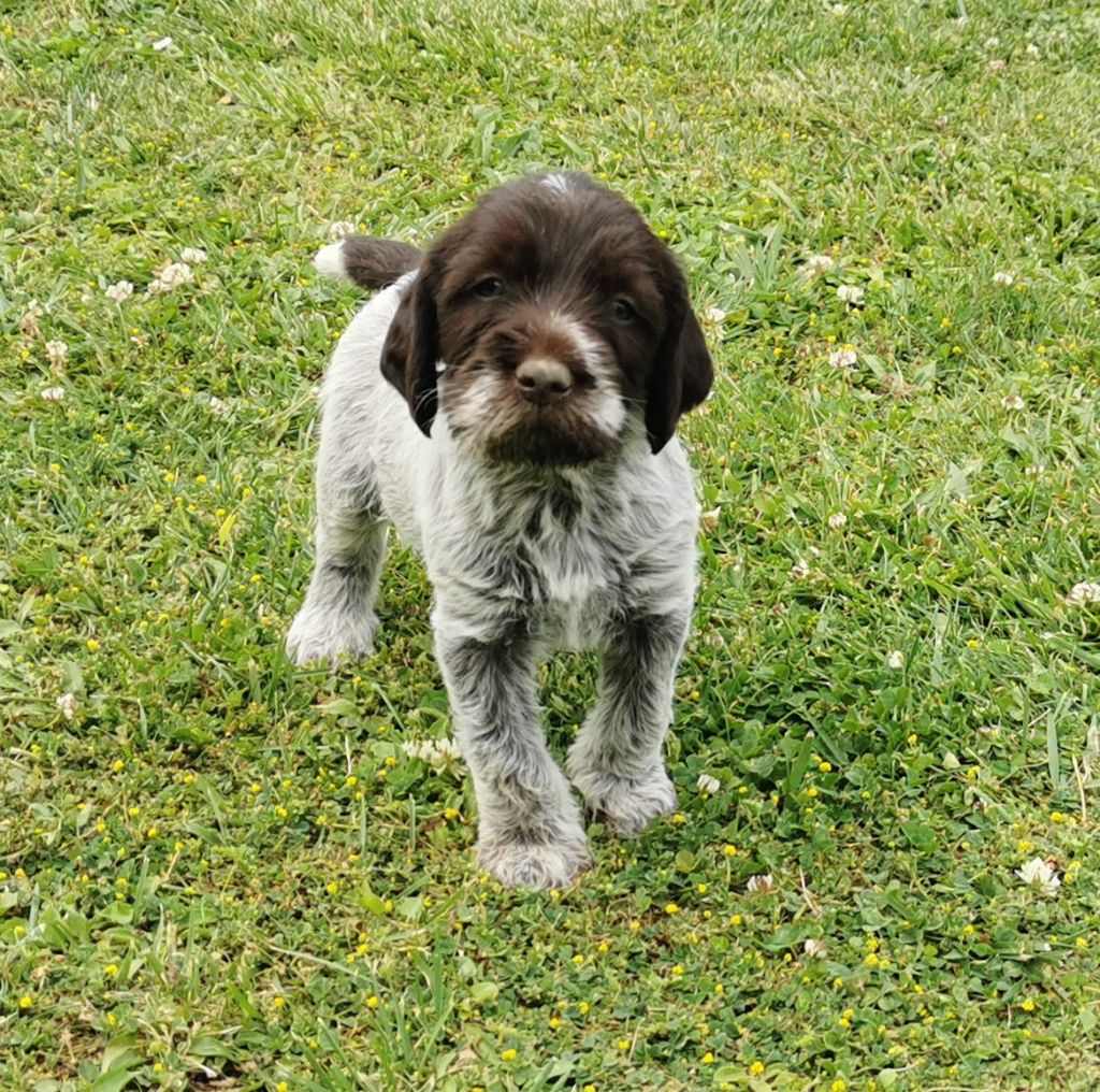 de la Plaine du Lys - Chiot disponible  - Griffon d'arrêt à poil dur Korthals