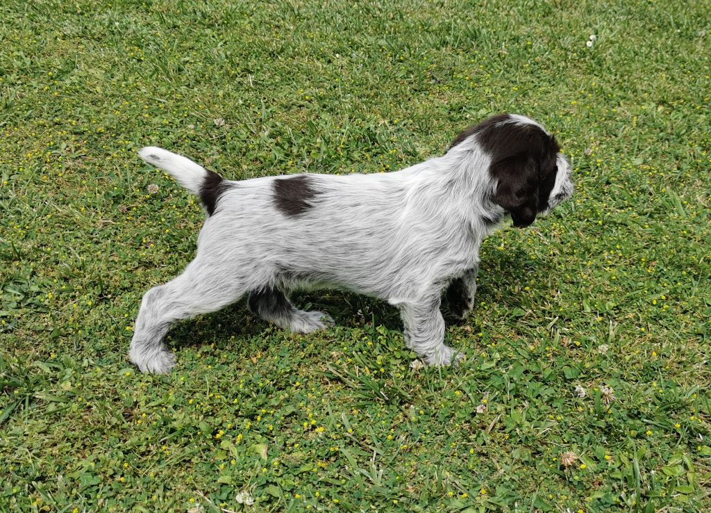 de la Plaine du Lys - Chiot disponible  - Griffon d'arrêt à poil dur Korthals