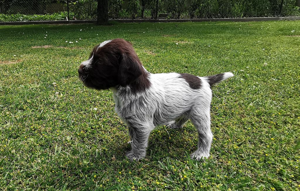 de la Plaine du Lys - Chiot disponible  - Griffon d'arrêt à poil dur Korthals