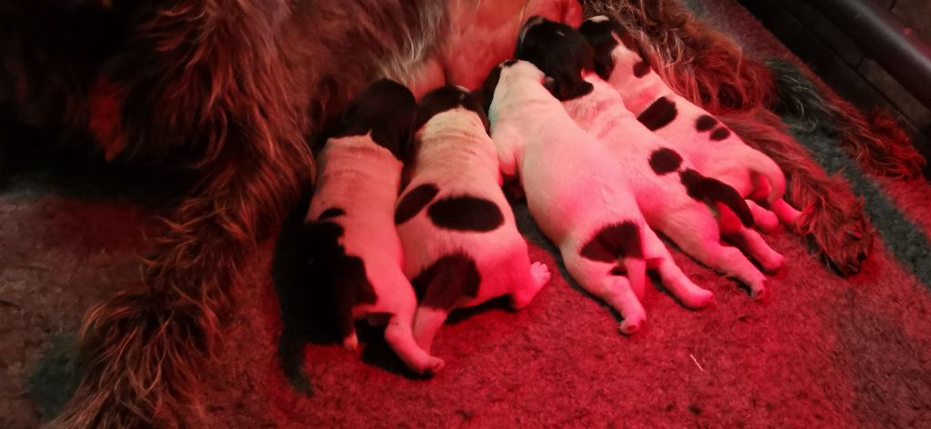 de la Plaine du Lys - Chiots disponibles - Griffon d'arrêt à poil dur Korthals