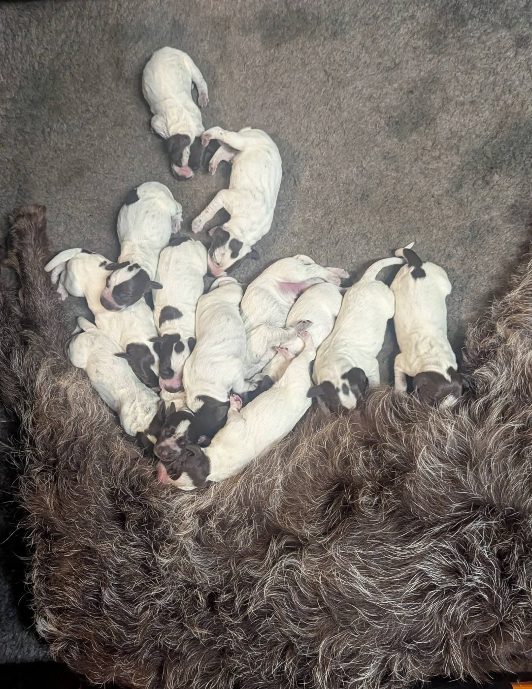 de la Plaine du Lys - Chiots disponibles - Griffon d'arrêt à poil dur Korthals