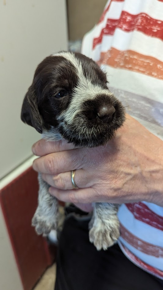 de la Plaine du Lys - Chiots disponibles - Griffon d'arrêt à poil dur Korthals
