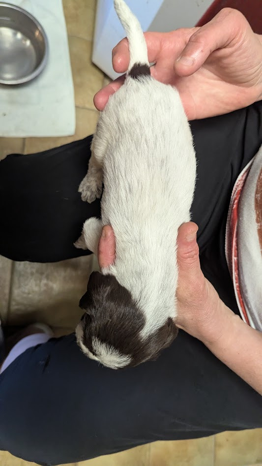 de la Plaine du Lys - Chiots disponibles - Griffon d'arrêt à poil dur Korthals