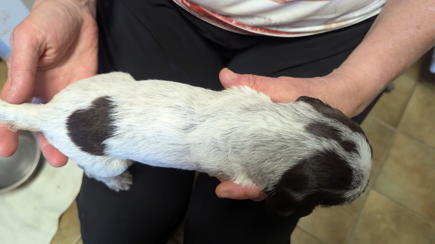 de la Plaine du Lys - Chiots disponibles - Griffon d'arrêt à poil dur Korthals