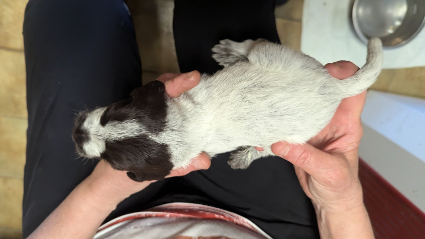 de la Plaine du Lys - Chiots disponibles - Griffon d'arrêt à poil dur Korthals
