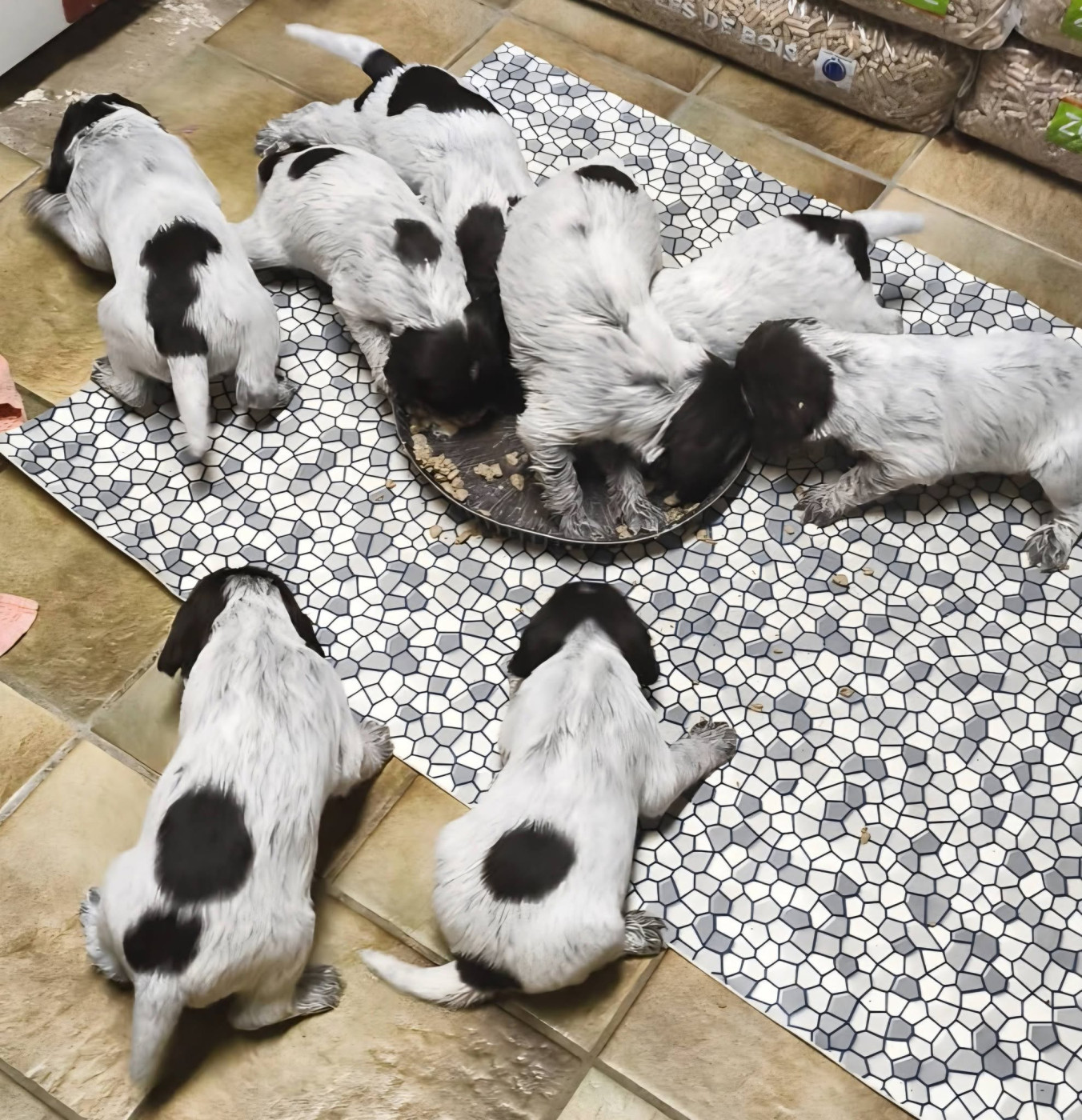 de la Plaine du Lys - Chiots disponibles - Griffon d'arrêt à poil dur Korthals