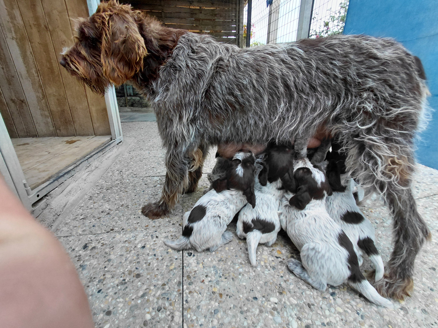 de la Plaine du Lys - Chiots disponibles - Griffon d'arrêt à poil dur Korthals
