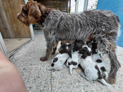 Chiot N°8